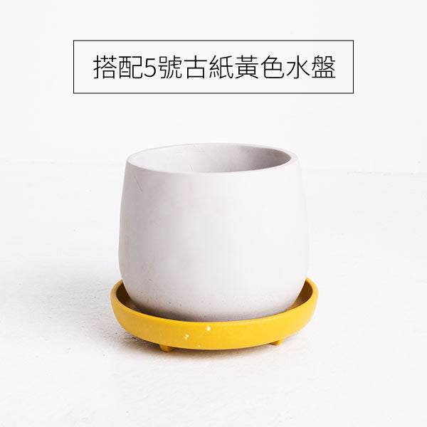 黃金葛 | 極強的適應性 | 高效的空氣淨化能力 | 室內植物