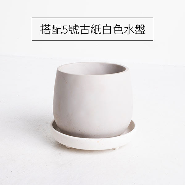 黃金葛 | 極強的適應性 | 高效的空氣淨化能力 | 室內植物