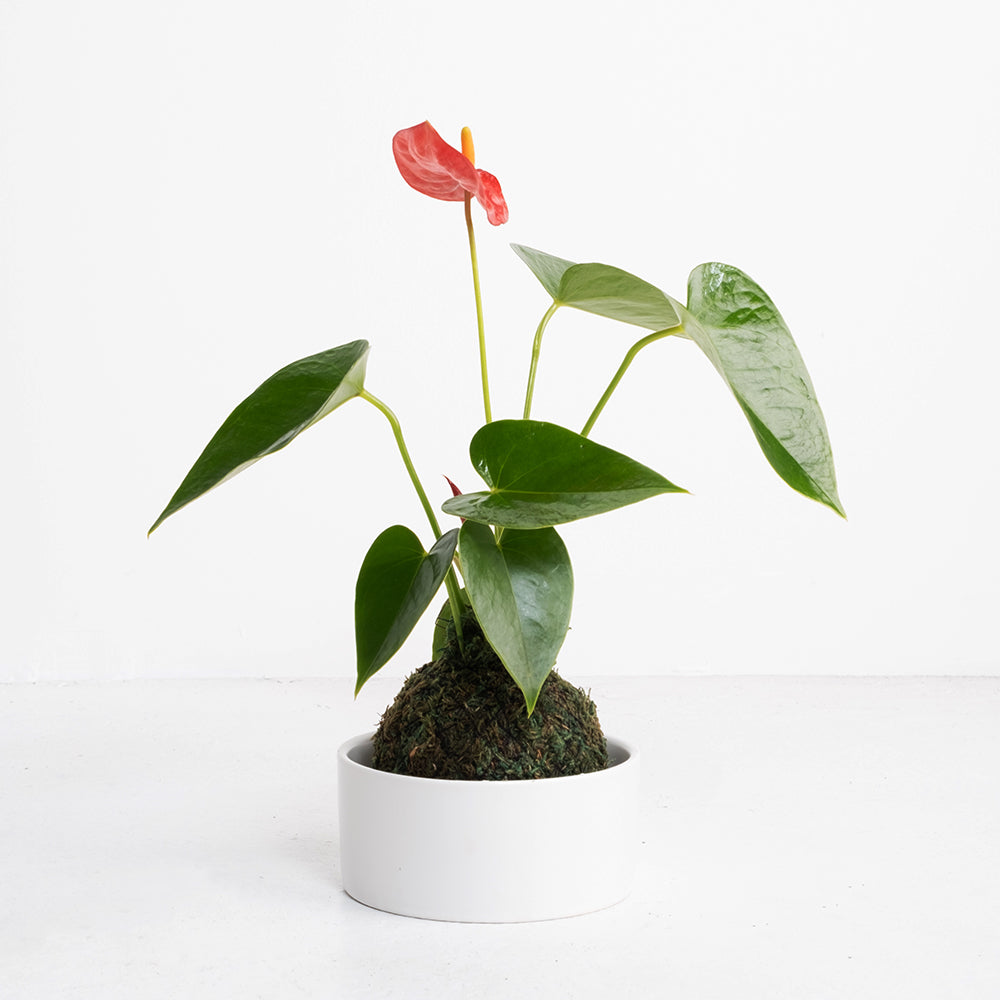 火鶴苔球 | 真心與愛情 | 提升戀愛運 | 室內植物