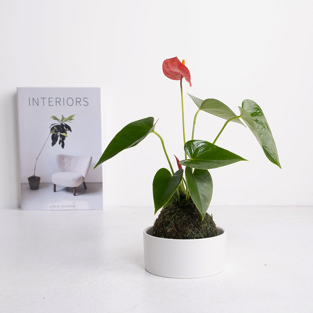 火鶴苔球 | 真心與愛情 | 提升戀愛運 | 室內植物