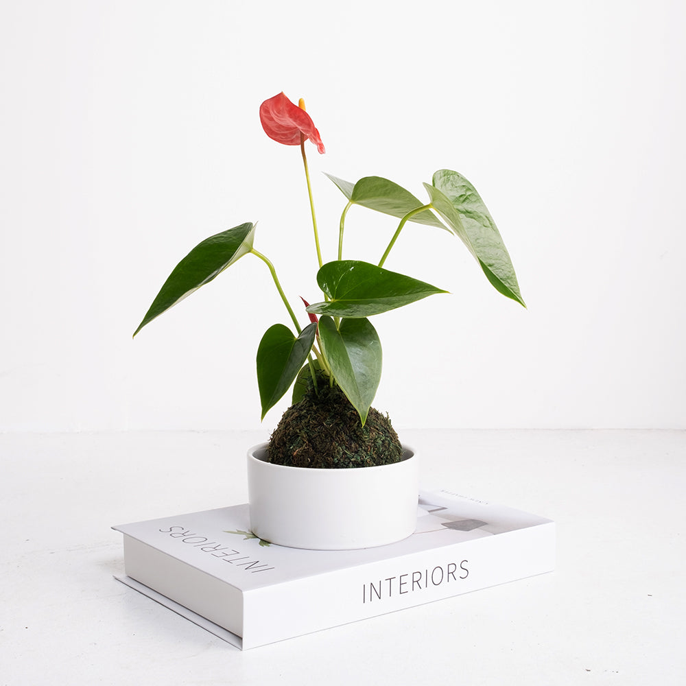 火鶴苔球 | 真心與愛情 | 提升戀愛運 | 室內植物