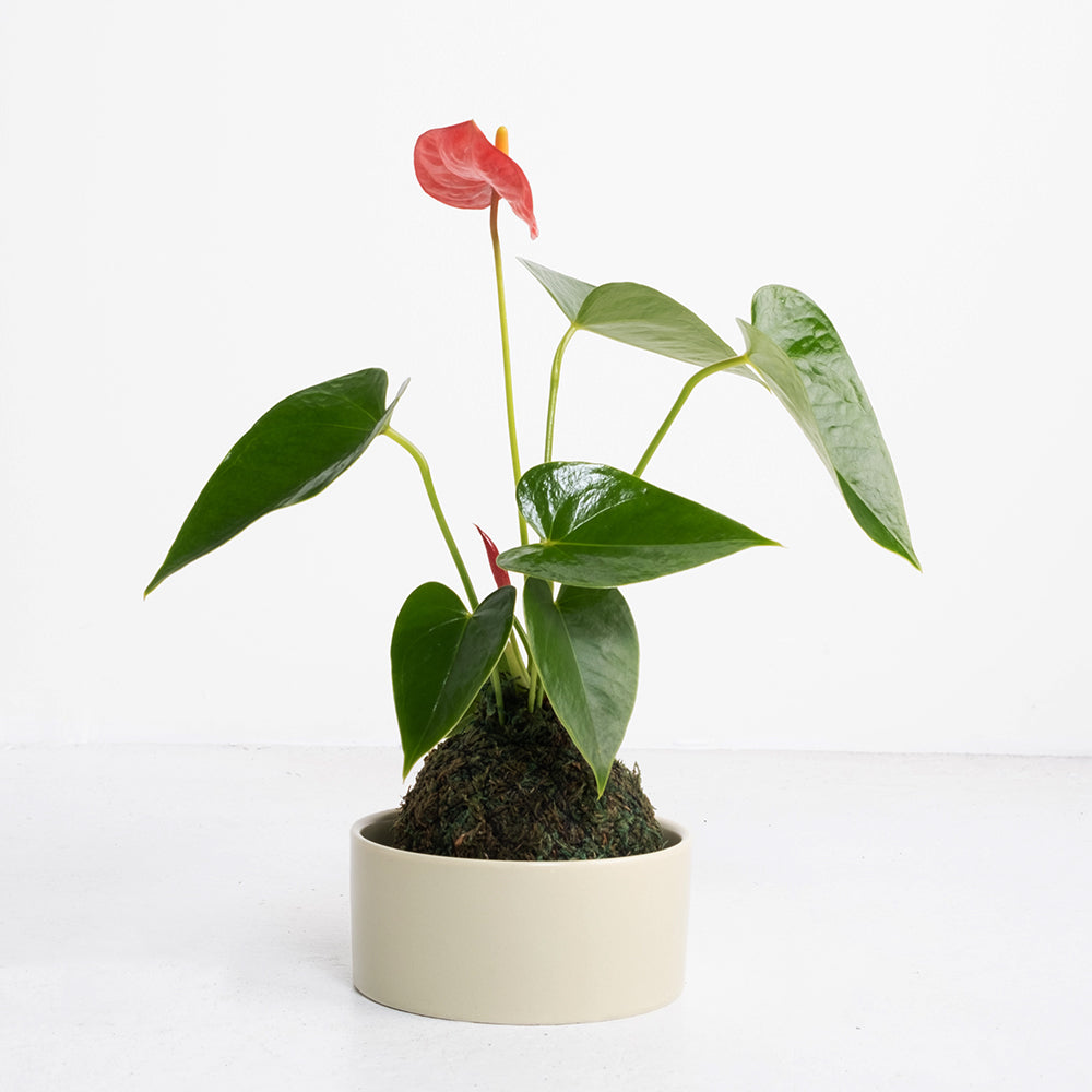 火鶴苔球 | 真心與愛情 | 提升戀愛運 | 室內植物