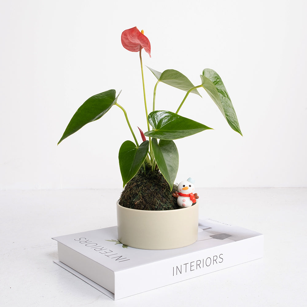 火鶴苔球 | 真心與愛情 | 提升戀愛運 | 室內植物