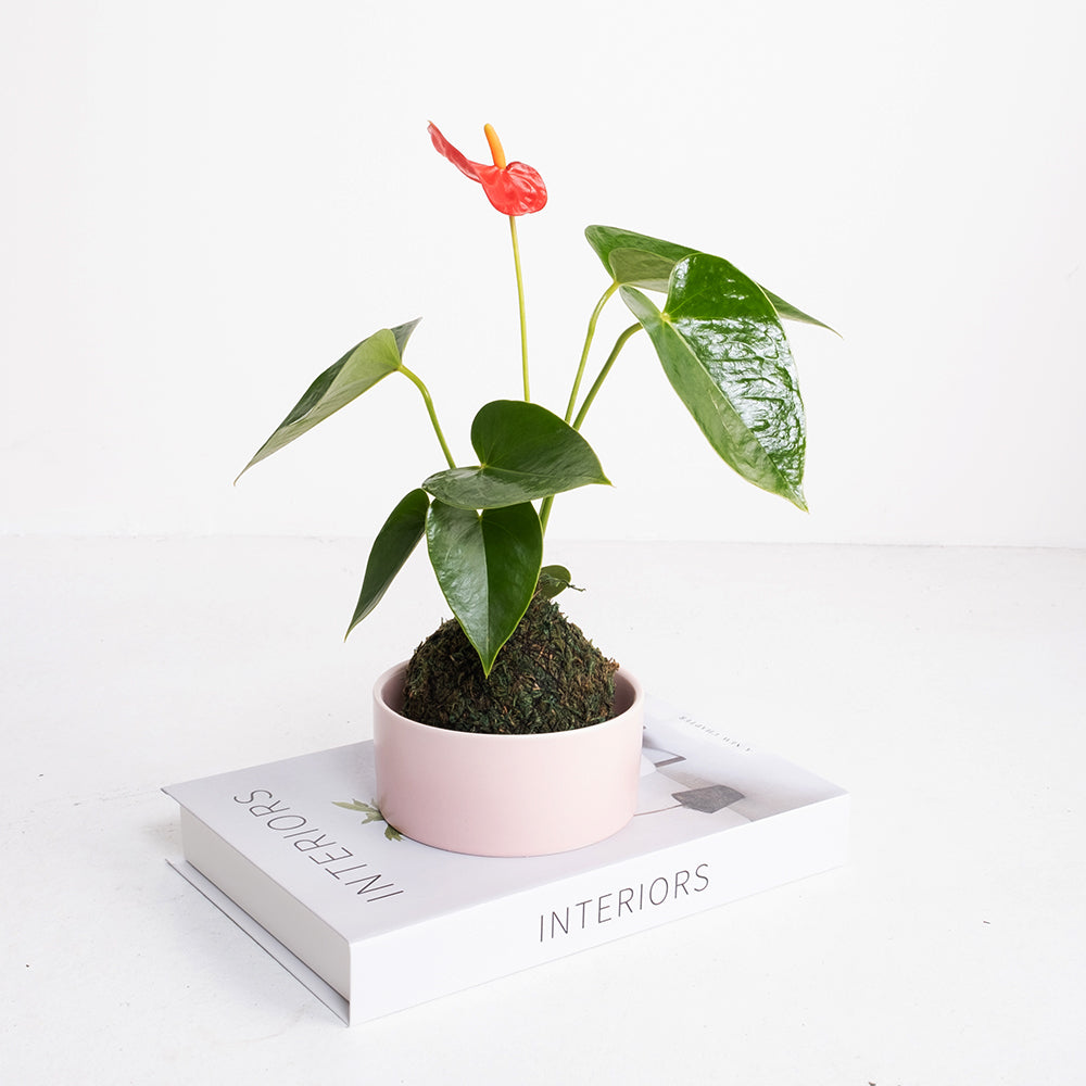 火鶴苔球 | 真心與愛情 | 提升戀愛運 | 室內植物