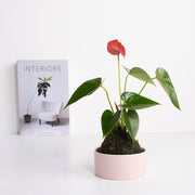 火鶴苔球 | 真心與愛情 | 提升戀愛運 | 室內植物