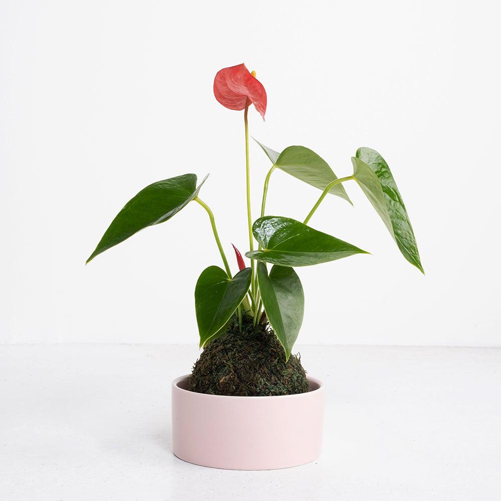 火鶴苔球 | 真心與愛情 | 提升戀愛運 | 室內植物