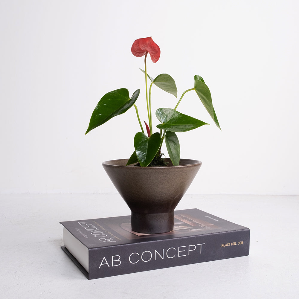 火鶴苔球 | 真心與愛情 | 提升戀愛運 | 室內植物