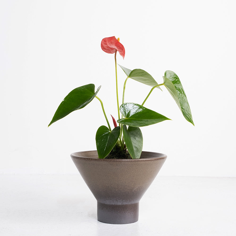 火鶴苔球 | 真心與愛情 | 提升戀愛運 | 室內植物