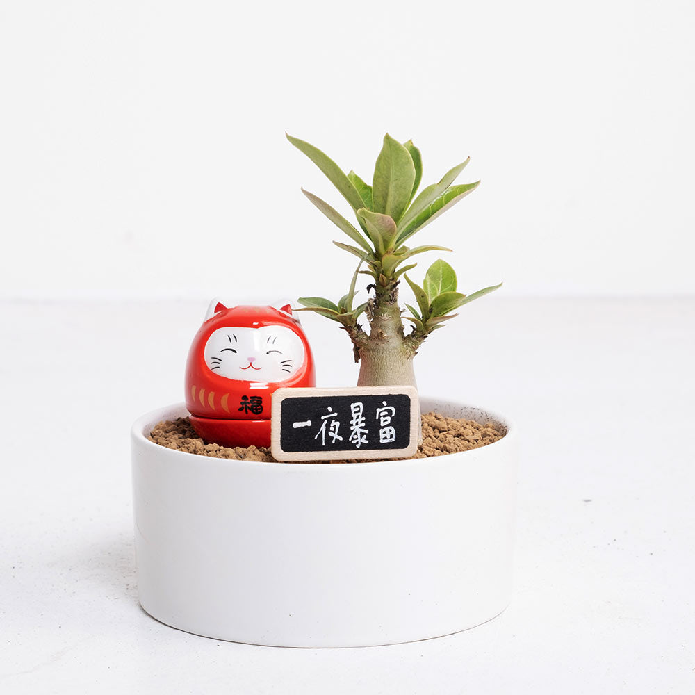 暴富小福星 | 花開富貴 | 招財納福、點亮居家風水 | 陽光植物