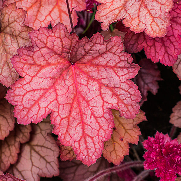 礬根｜上帝打翻的調色盤｜喜歡涼爽與半陰｜五行補運｜室內植物