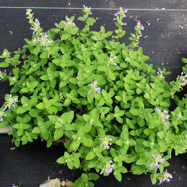 紫花貓薄荷｜貓咪最愛｜花和葉都可泡茶｜貓咪快樂草｜天然驅蟑螂｜陽光植物