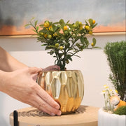 金豆 | 山金橘 | 金玉滿堂、大吉大利 | 果實可以食用 | 陽光植物