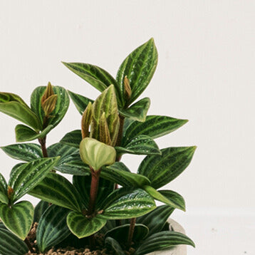 白脈椒草| 兒童、 寵物安全 | 多葉蘭 | 弦月椒草 | 室內植物