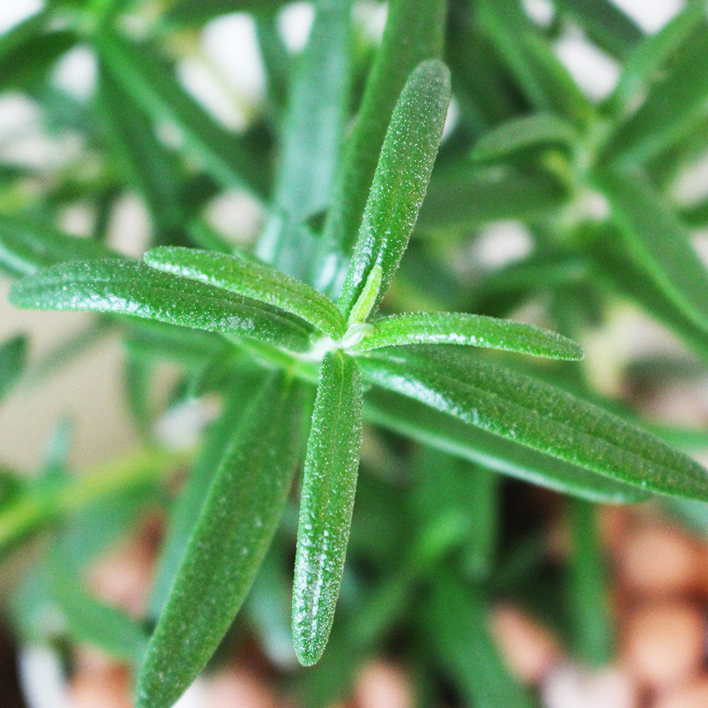 寬葉迷迭香 | 氣味強烈的品種 | 陽光植物