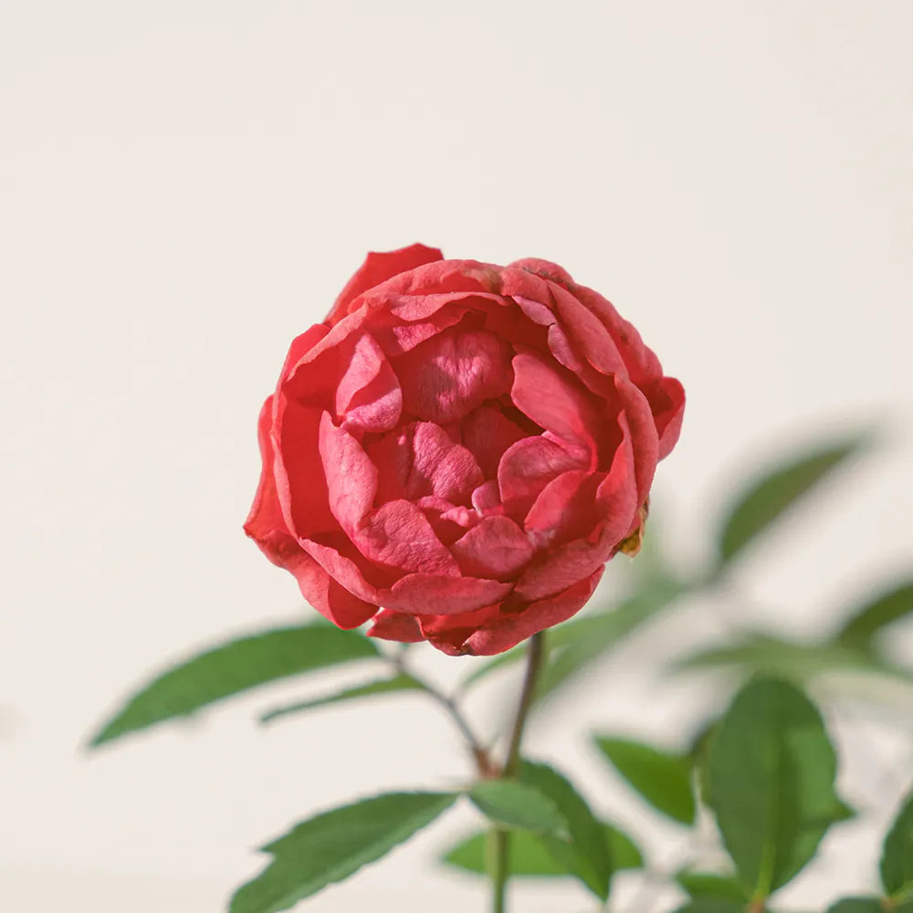 露西法玫瑰 | 小輪紅玫瑰 | 四季皆會開花 | 迷你玫瑰 | 陽光植物