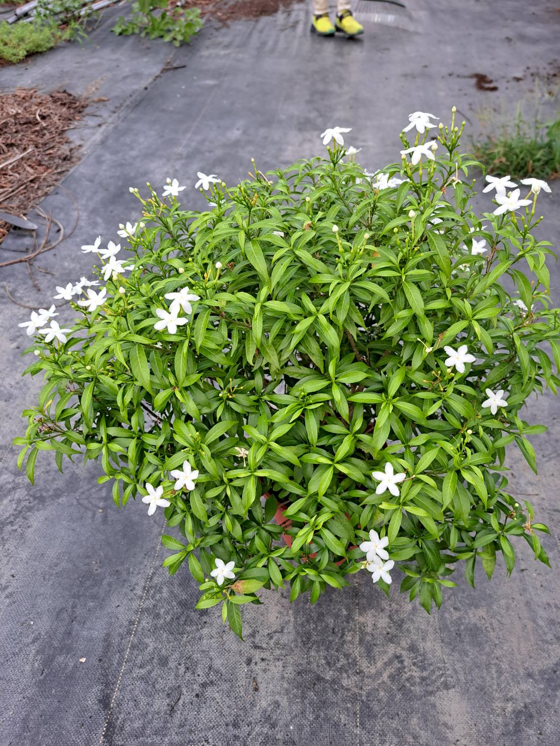 珍珠馬茶花 | 風車花 | 有香氣 | 陽光植物