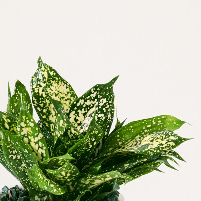 星點木 | 星點竹蕉 | 斑葉植物 | Japandi 植栽佈置 | 淨化空氣盆栽 | 質感居家綠意 | 水耕 | 無土栽培 | 室內植物