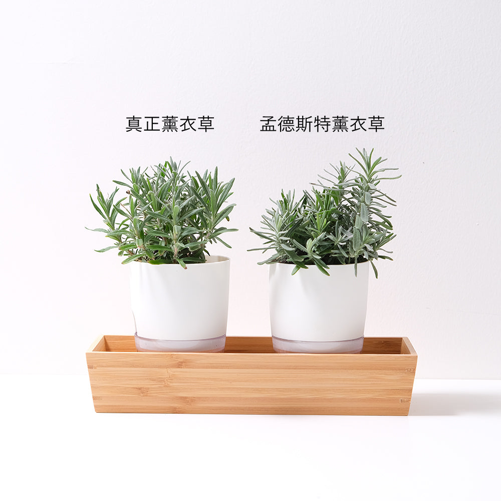 真正薰衣草 | 英國薰衣草 | 水耕 | 精油最棒的品種 | 無土栽培 | 陽光植物