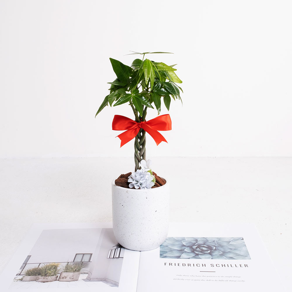 繫住好運 | 將財富與好運緊緊繫住 | 年節送禮 | 吉祥植物 | 室內植物