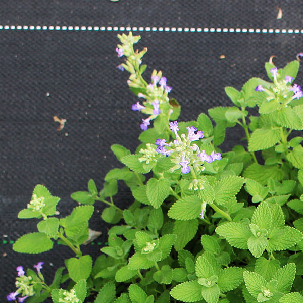 紫花貓薄荷｜貓咪最愛｜花和葉都可泡茶｜貓咪快樂草｜天然驅蟑螂｜陽光植物