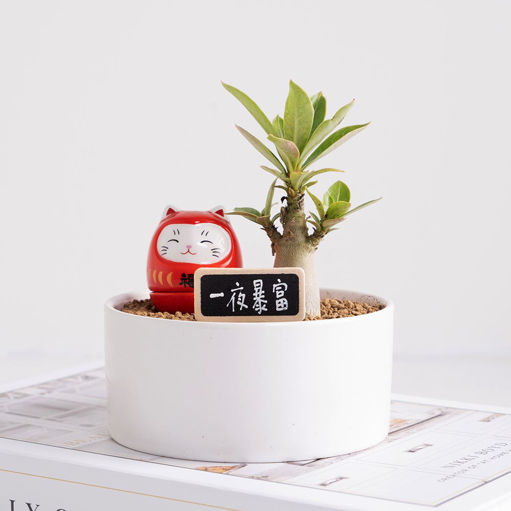 暴富小福星 | 花開富貴 | 招財納福、點亮居家風水 | 陽光植物