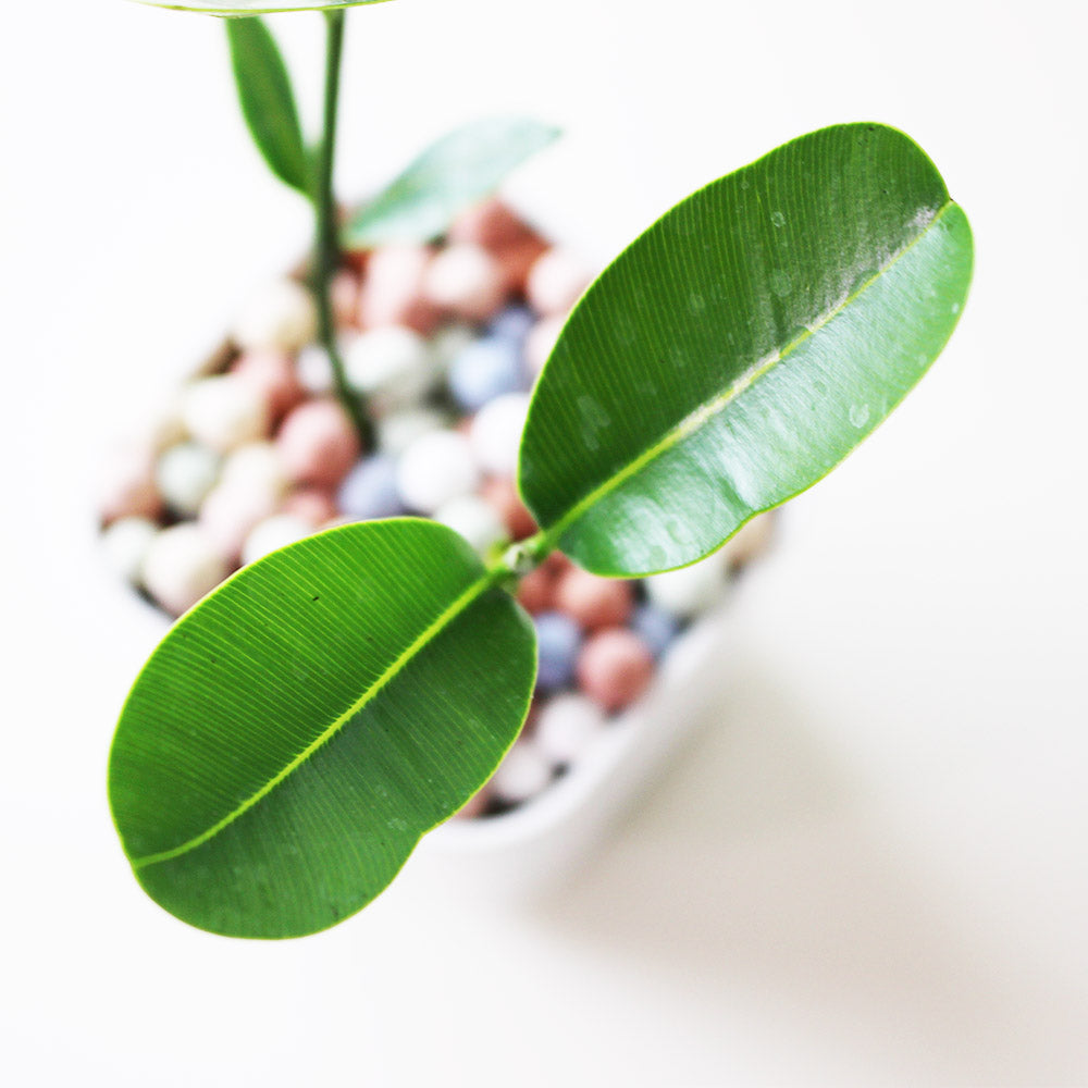 瓊崖海棠盆栽｜台灣本土 | 陽光植物
