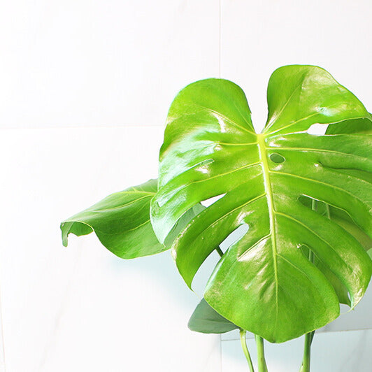 水耕龜背芋 | 北歐風植栽 | 淨化空氣 | 招財擋煞 | 懶人植物 | 室內綠化