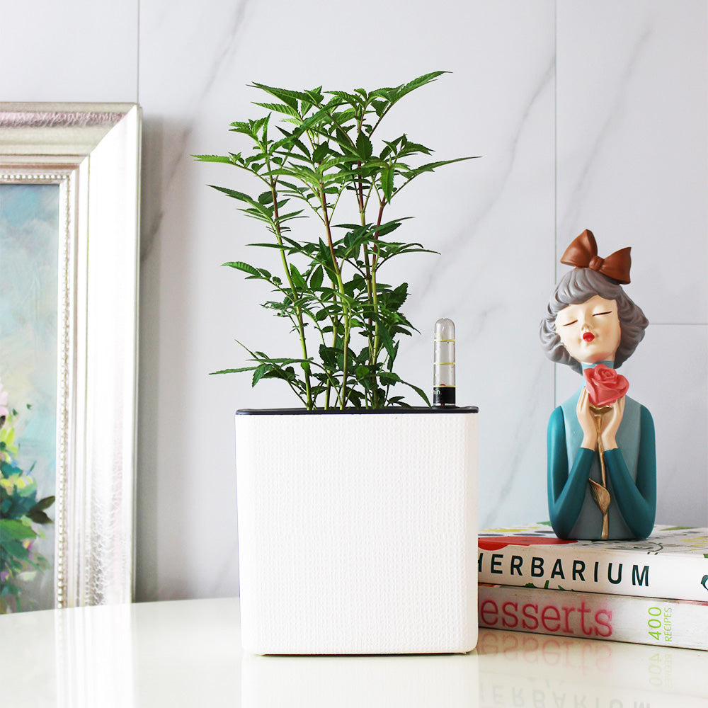 芳香萬壽菊｜百香果香氣｜花和葉都可泡茶 | 墨西哥萬壽菊｜食用花｜陽光植物