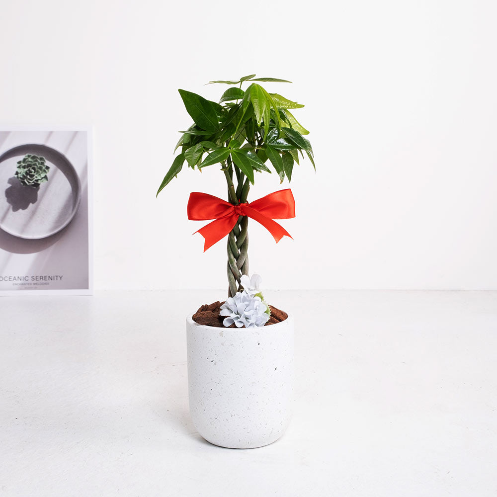 繫住好運 | 將財富與好運緊緊繫住 | 年節送禮 | 吉祥植物 | 室內植物