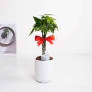 繫住好運 | 將財富與好運緊緊繫住 | 年節送禮 | 吉祥植物 | 室內植物