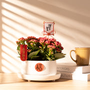 春暖長紅小花園｜吉祥如意｜生意興隆｜室內植物