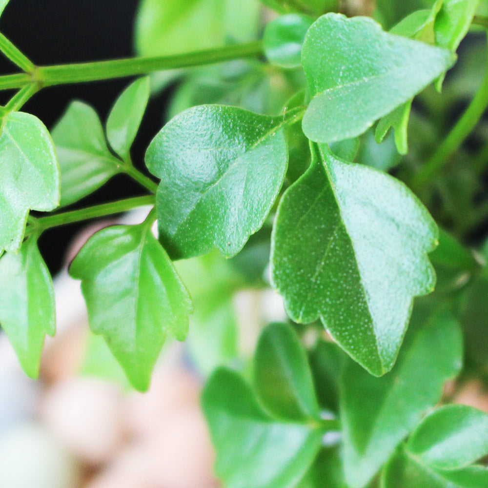 小葉進財樹盆栽 | 寵物友善 | 海南菜豆樹 | 招財植物 | 室內植物