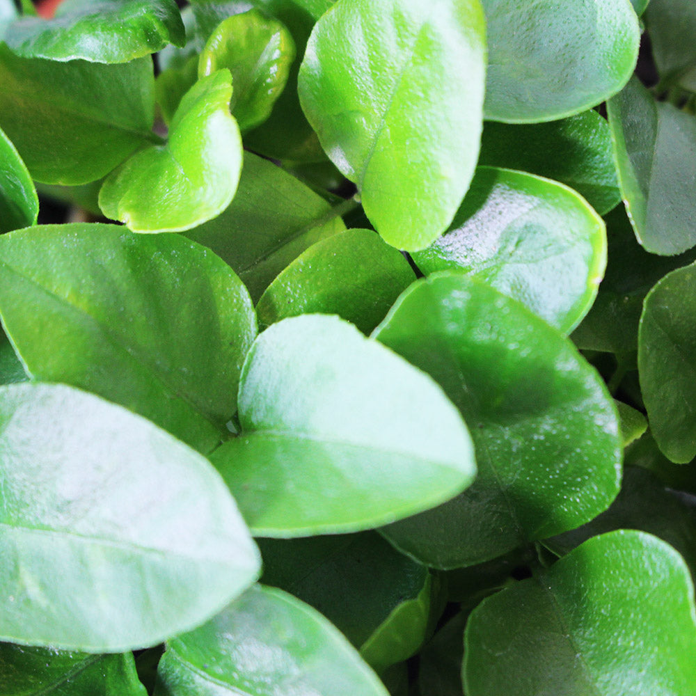 七里香盆栽｜陽光植物