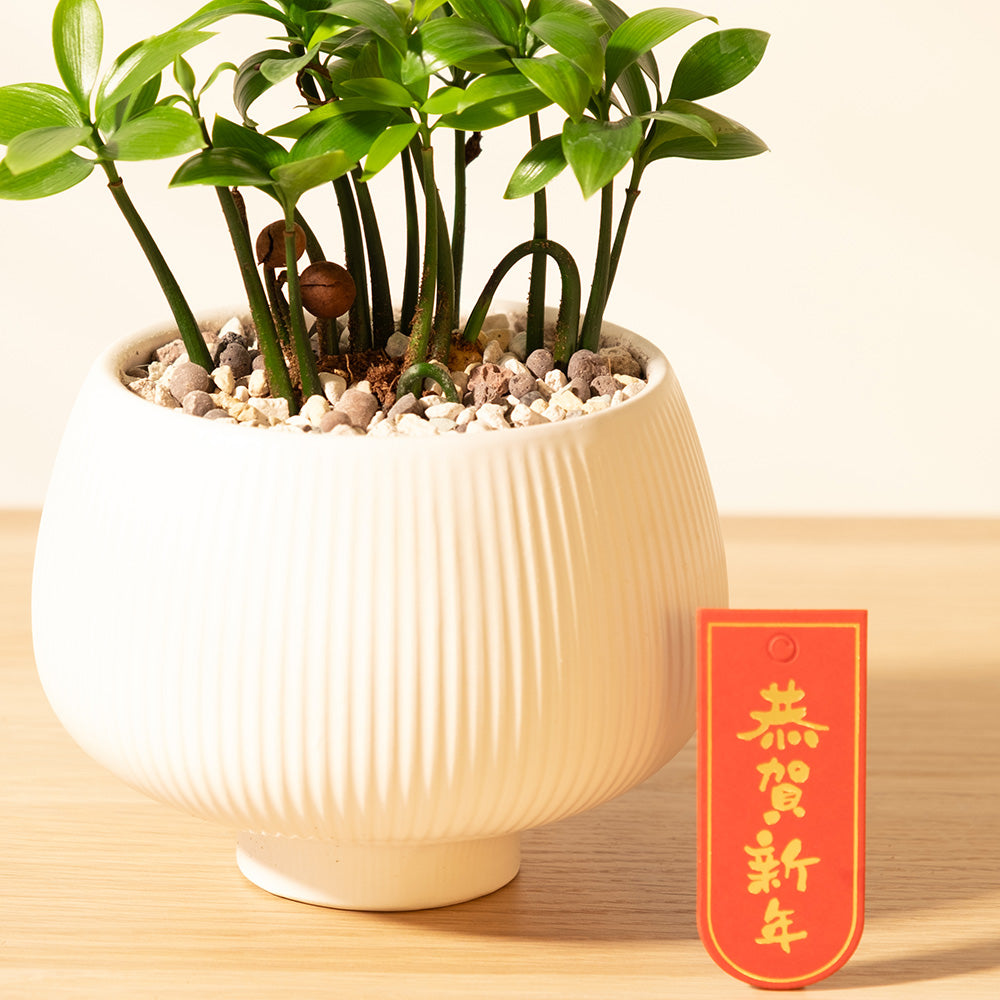 竹柏｜強大的化煞能量｜超強的環境適應能力｜寵物友善｜室內植物