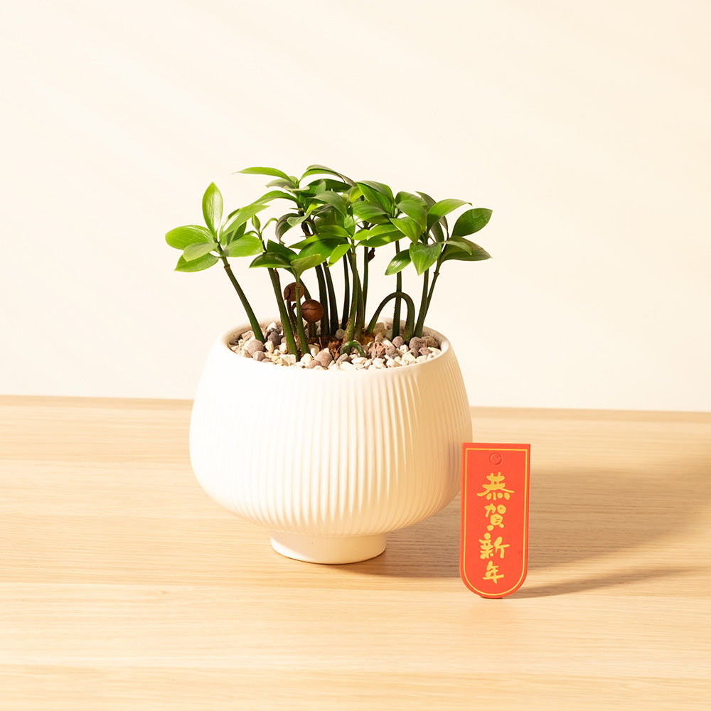 竹柏｜強大的化煞能量｜超強的環境適應能力｜寵物友善｜室內植物