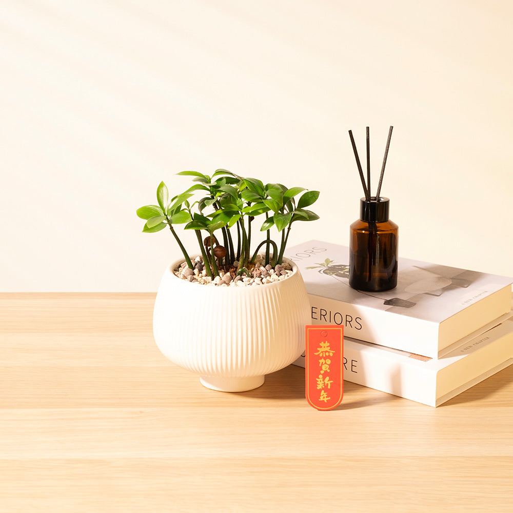 竹柏｜強大的化煞能量｜超強的環境適應能力｜寵物友善｜室內植物