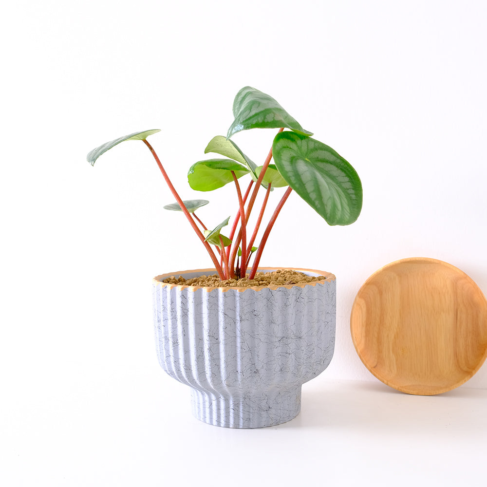 西瓜皮椒草 | 寵物友善 | 西瓜圖案的葉片 | 新手推薦植物 | 室內植物