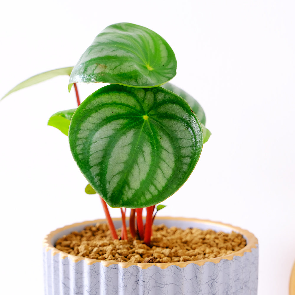 西瓜皮椒草 | 寵物友善 | 西瓜圖案的葉片 | 新手推薦植物 | 室內植物