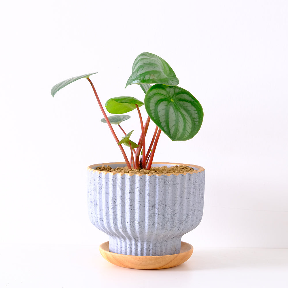 西瓜皮椒草 | 寵物友善 | 西瓜圖案的葉片 | 新手推薦植物 | 室內植物