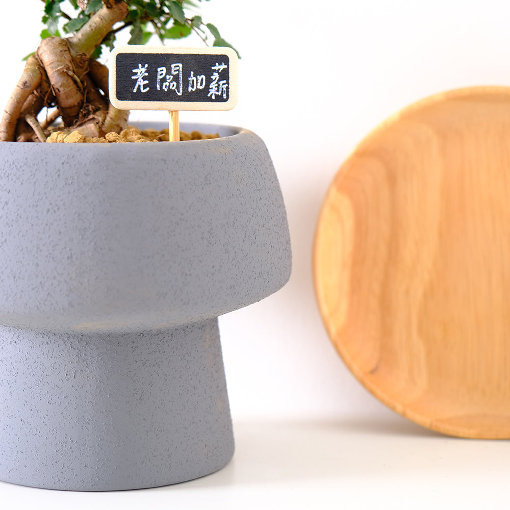 榆樹 | 淨化空氣的小幫手 | 亞洲榆樹 | 可食用 | 陽光植物