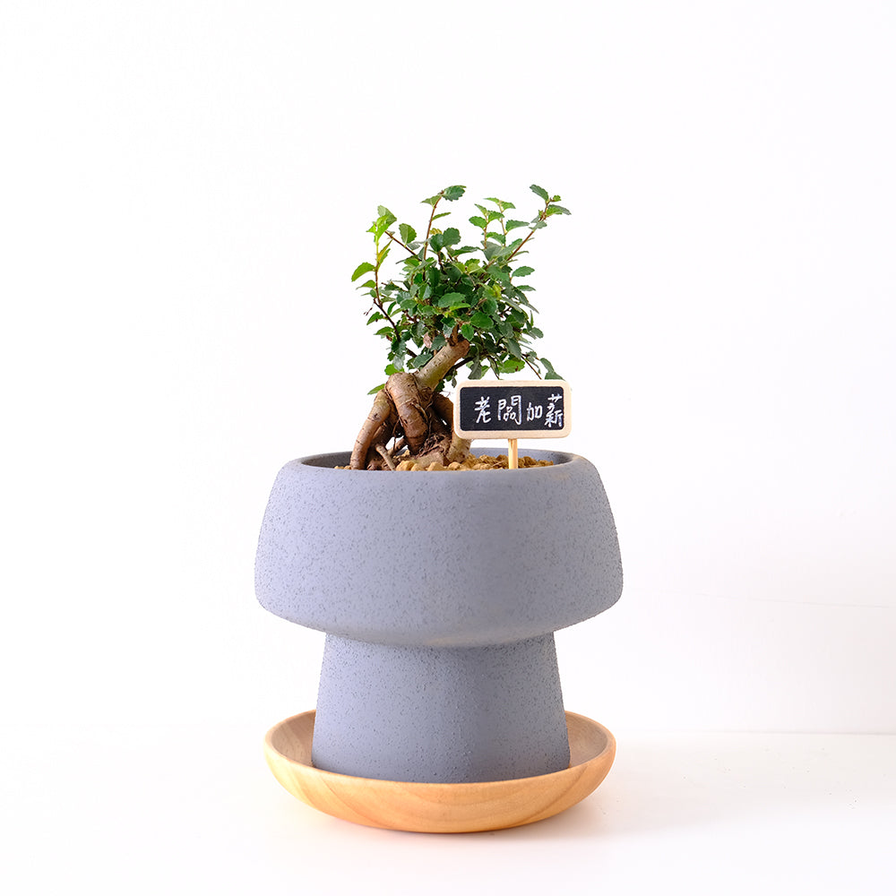 榆樹 | 淨化空氣的小幫手 | 亞洲榆樹 | 可食用 | 陽光植物