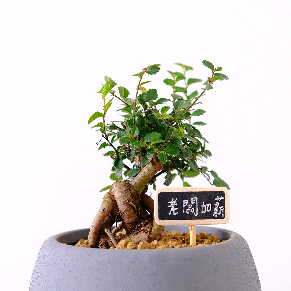 榆樹 | 淨化空氣的小幫手 | 亞洲榆樹 | 可食用 | 陽光植物