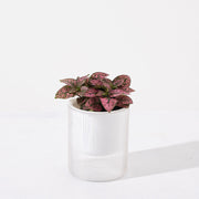 嫣紅蔓 | 提升人際關係與愛情運 | 好照顧 | 室內植物