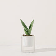 銀后虎尾蘭 | 兼具美麗與好照顧的特性 | 白玉虎尾蘭 | 室內植物