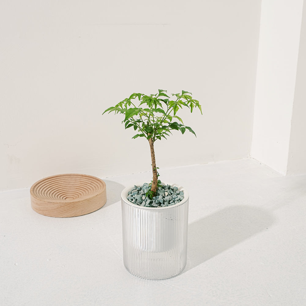 小葉進財樹盆栽 | 寵物友善 | 海南菜豆樹 | 招財植物 | 室內植物