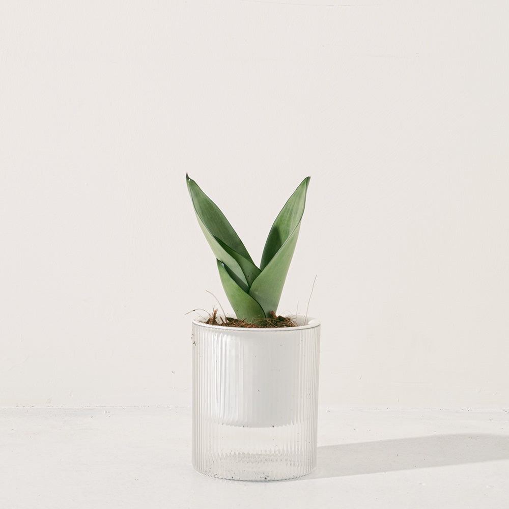 銀后虎尾蘭 | 兼具美麗與好照顧的特性 | 白玉虎尾蘭 | 室內植物