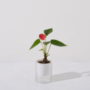 火鶴花 | 熱情如火，優雅綻放 | 開花持久 | 室內植物