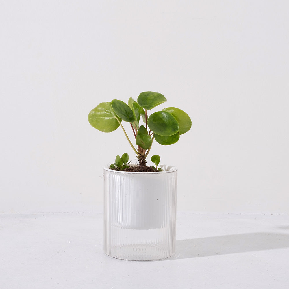 鏡面草 | 中國錢幣草 | 可愛且受歡迎的植物 | 室內植物