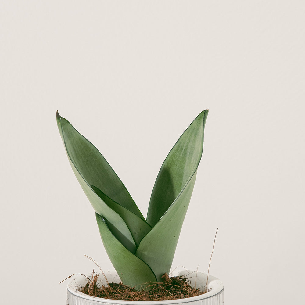 銀后虎尾蘭 | 兼具美麗與好照顧的特性 | 白玉虎尾蘭 | 室內植物