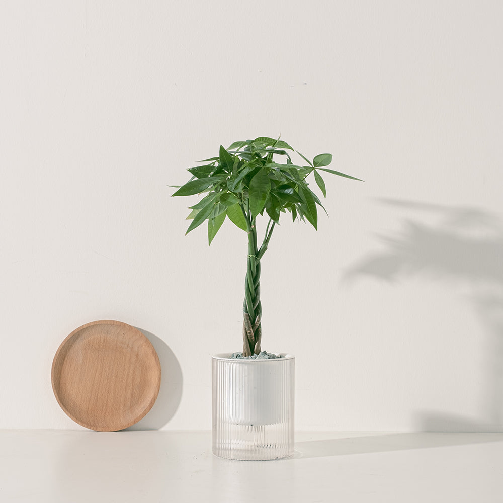 馬拉巴栗盆栽 | 過濾空氣是模範生等級 | 招財植物 | 無土栽培| 水耕 | 室內植物